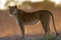lioness standing