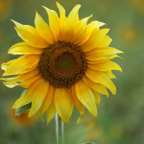 cropped-summer-sun-yellow-spring