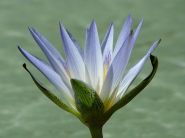 egyptian blue lotus