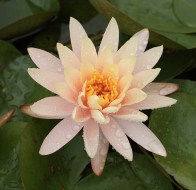 WB Peach Lotus-BedroomPC (1)