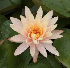 WB Peach Lotus-BedroomPC (1)