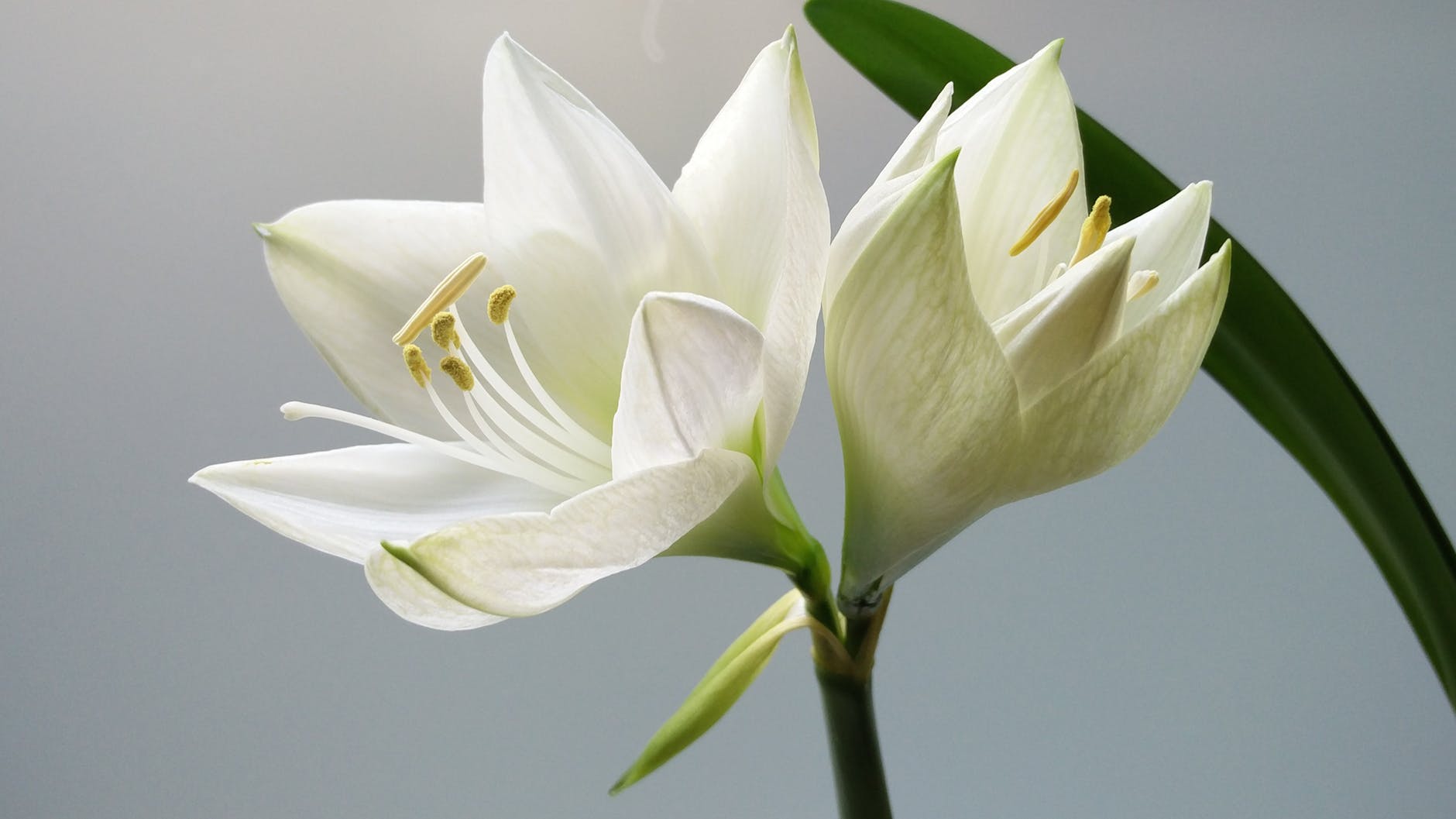 nature plant white flower